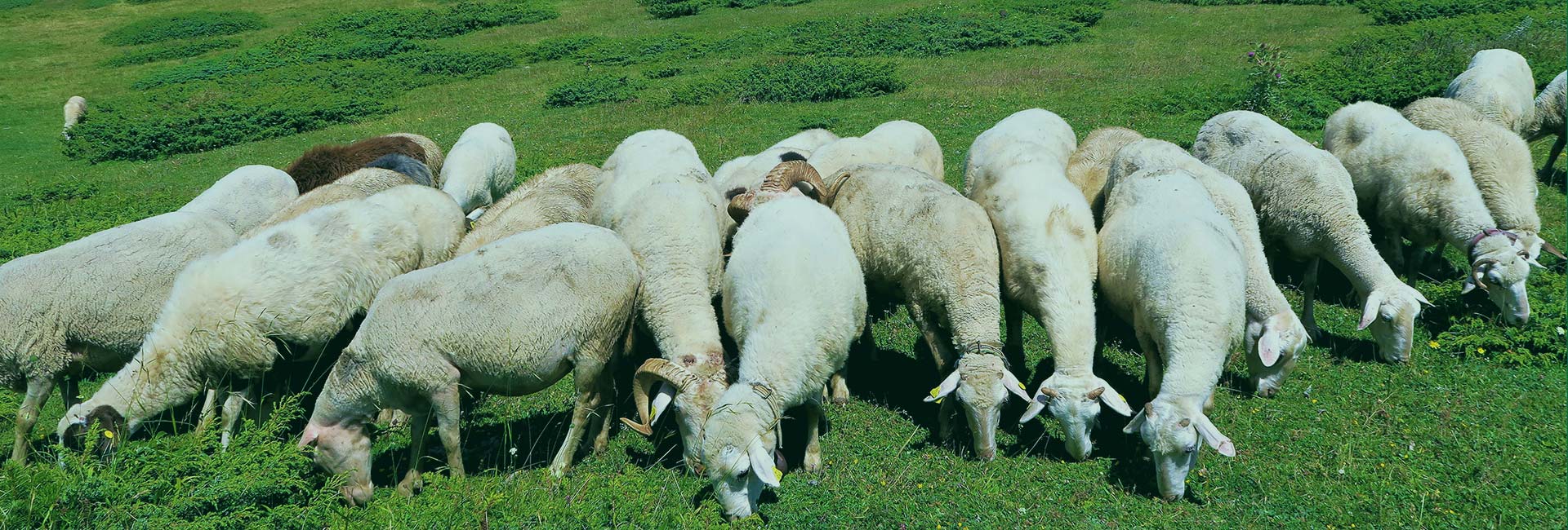 養羊板塊是公司新涉足的領(lǐng)域，羊場(chǎng)位于蘭州新區段家川養殖園區現代畜牧業(yè)繁育養殖示范基地，項目占地432畝，養殖規模為：基礎母羊25000只，存欄50000只，年出欄種羊及肉羊75000只。利用湖羊進(jìn)行純繁，以此為基礎，選擇理想型個(gè)體組建育種群，采用常規育種技術(shù)、現代育種理論