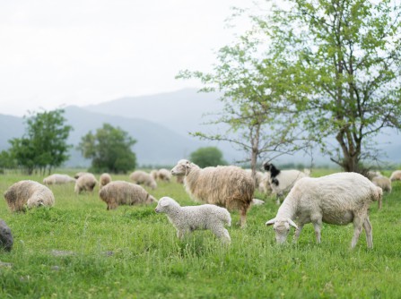 肅南：強化人才項目支撐促進綠色畜牧業(yè)提質(zhì)增效